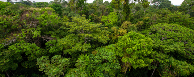 Awaken to the Healing Essence of Rainforests on World Rainforest Day 2024